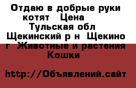 Отдаю в добрые руки котят › Цена ­ 50 - Тульская обл., Щекинский р-н, Щекино г. Животные и растения » Кошки   